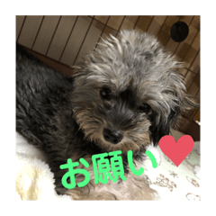 ワンチャン　ラブ