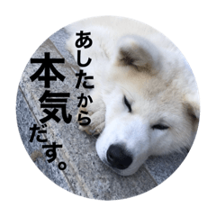 秋田犬ちゃちゃ1