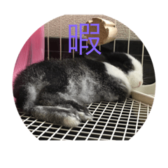 ウサギダン・・