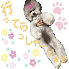 モフモフトイプードルの小梅1