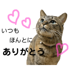 猫　あいさつ