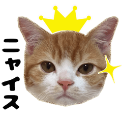 にゃん語まろちゃんの日常