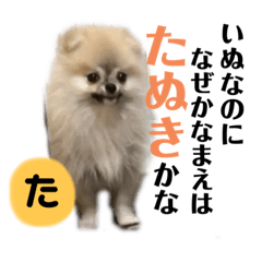 ため家のたぬきち　その①