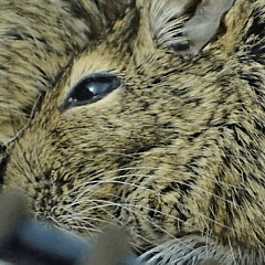 Lovely Degu