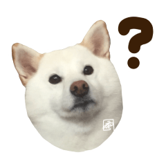 白柴犬40面相スタンプ（実写）