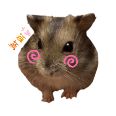 ハムスターのごまたろうさん～日常～