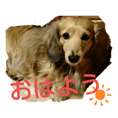 ダックスのメーちゃん