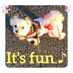 マルチーズ❤️めりる・えいご❤️