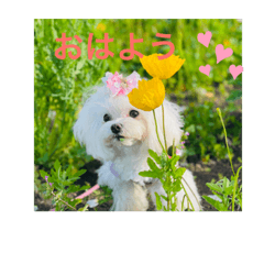 マルチーズとシルバートイプードル