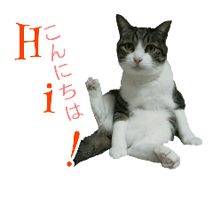 猫スタンプ(三兄弟２)