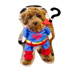 アルバのいる暮らし