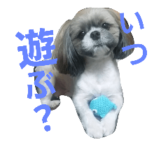 お転婆娘 しずく