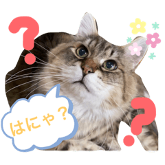 トマくんの七変化