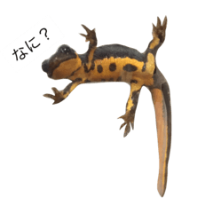 うちのイモリ.2