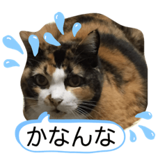 tocco/Vol.31/愛猫/京都.関西弁②