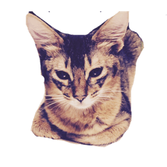 ソマリのエル君