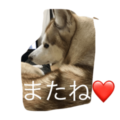 ハスキー 茶太郎