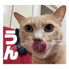 毎日！むぎさん！！②