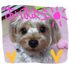 アンジュの日常4