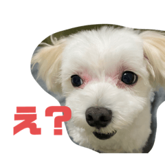 ロワサトスタンプ