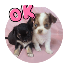 チワワんはうすのきょうだい