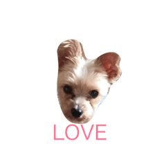 かわいいくるみちゃん