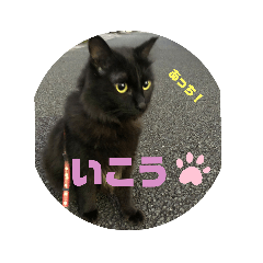 まっくろまるちゃん