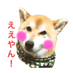 関西の柴わんこ