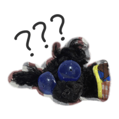 くろいトイプードル ぽぽ