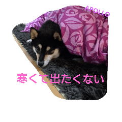 親バカ愛犬スタンプ～黒柴多めver.