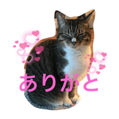 私はネコのキミやん