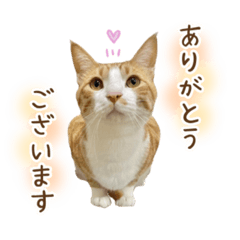 チャイくんの日常スタンプ