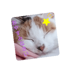 日常で使えるいぬとねこ