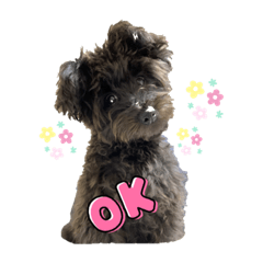 ポメプーあくびと愉快な仲間たち