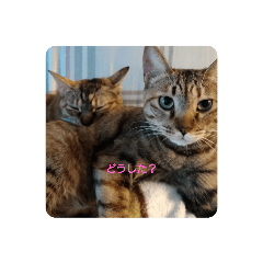 猫の返事！