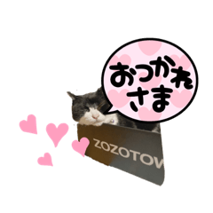 ハチワレ界のプリンス