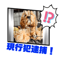 コッカプーえるっか