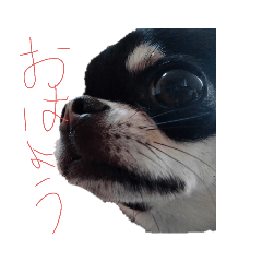 かわいいチワワくん