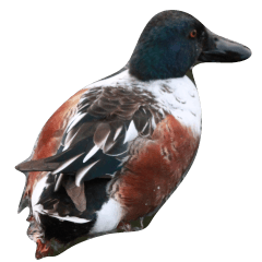 水辺のハシビロガモ写真スタンプ