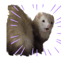 フェレットのあずきさん