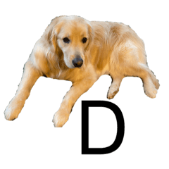 ゴールデンレトリーバー　ABC