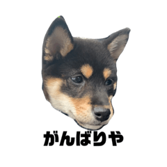 ★★くぅちゃん顔スタンプ★★