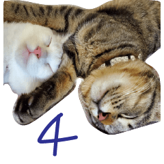 ざらめゆき４　ダーク