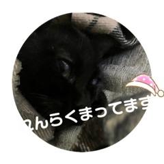 黒猫しずくちゃん