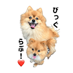 ポメラニアンのころんとぴぃなっつ①