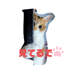 西成兄弟★トロ＆ちくわ丸