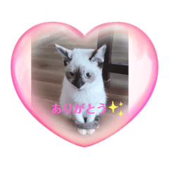 保護ねこ&地域ねこ