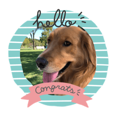 Golden Retriever Sumire’s Stamps