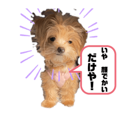 家康くんとしゅーまいちゃん