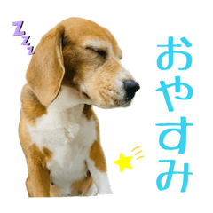 ぶりぞうの日常